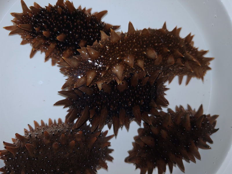 365英国上市公司(集团)官方网站-Global Platform