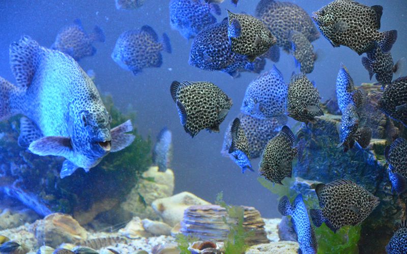 365英国上市公司(集团)官方网站-Global Platform