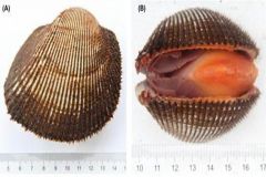 1907220940247vge3_240x160