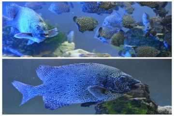 241114083044wzpvi_360x240