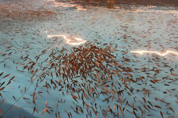 250529083417pzo1i_360x240